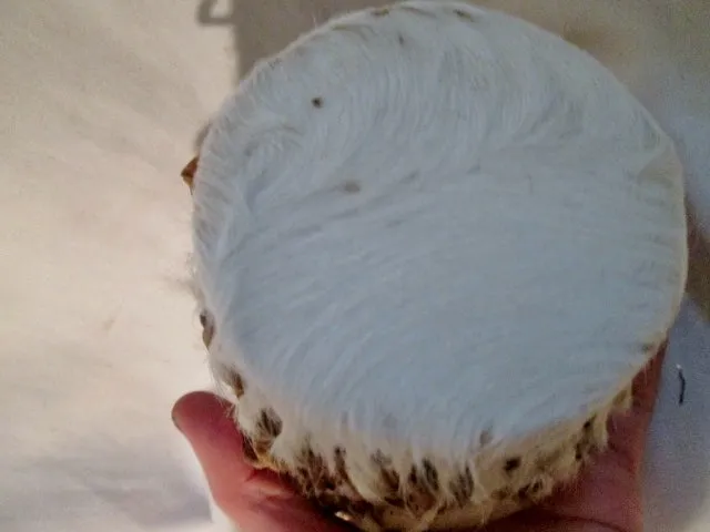 Handmade 4" Wood Rattle Fur Skin DRUM PERCUSSION MUSIC Africa WHITE Primitive Rustic