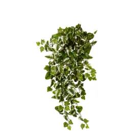 Ivy Kangaroo Hanging Bush