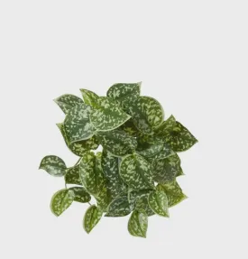 Pothos Satan Hanging Faux Plant