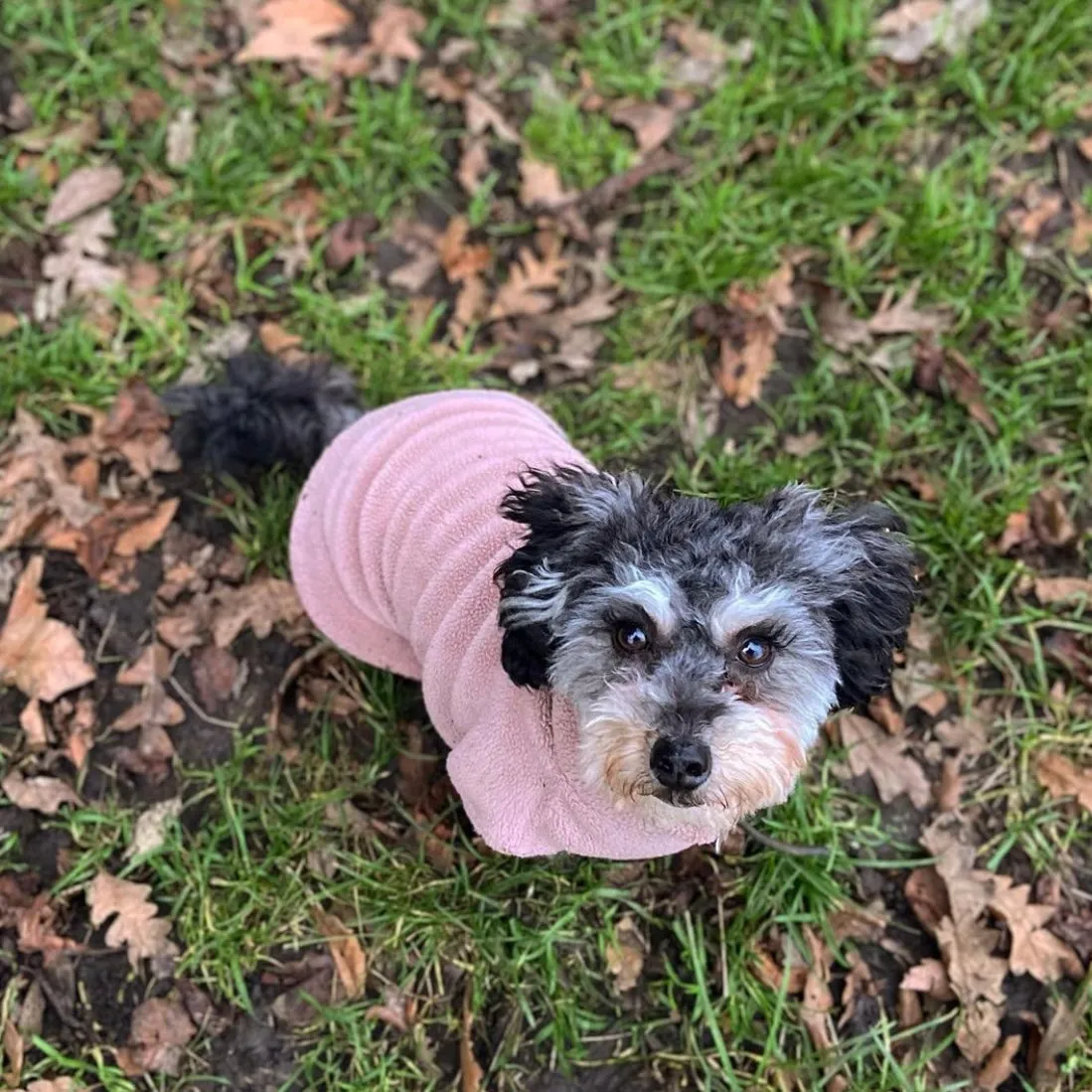 Small Breed Dog Fleece Jumper