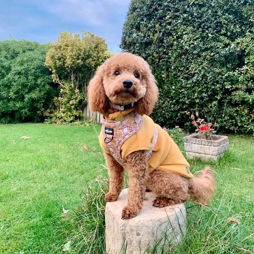Small Breed Dog Fleece Jumper
