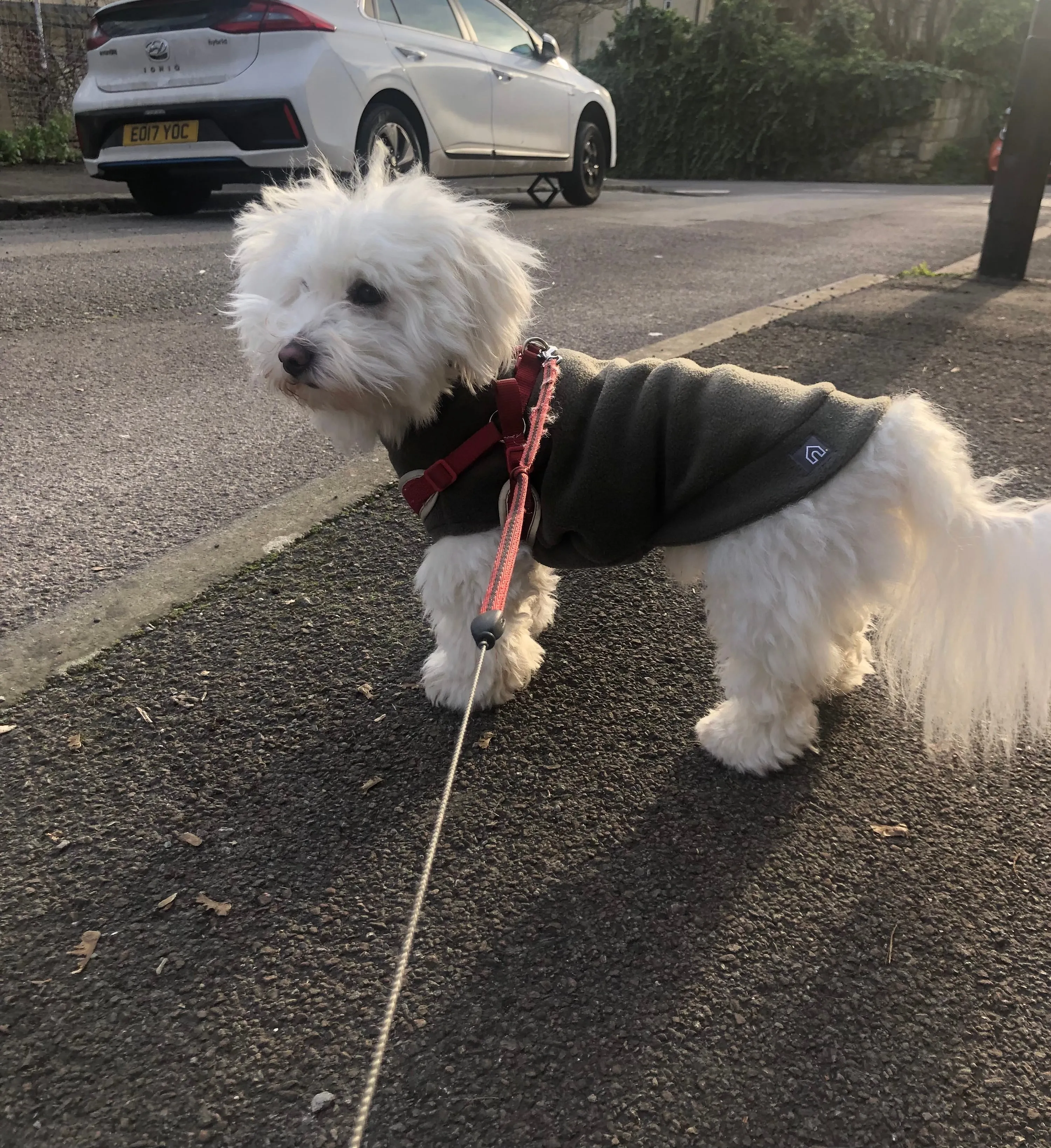 Small Breed Dog Fleece Jumper