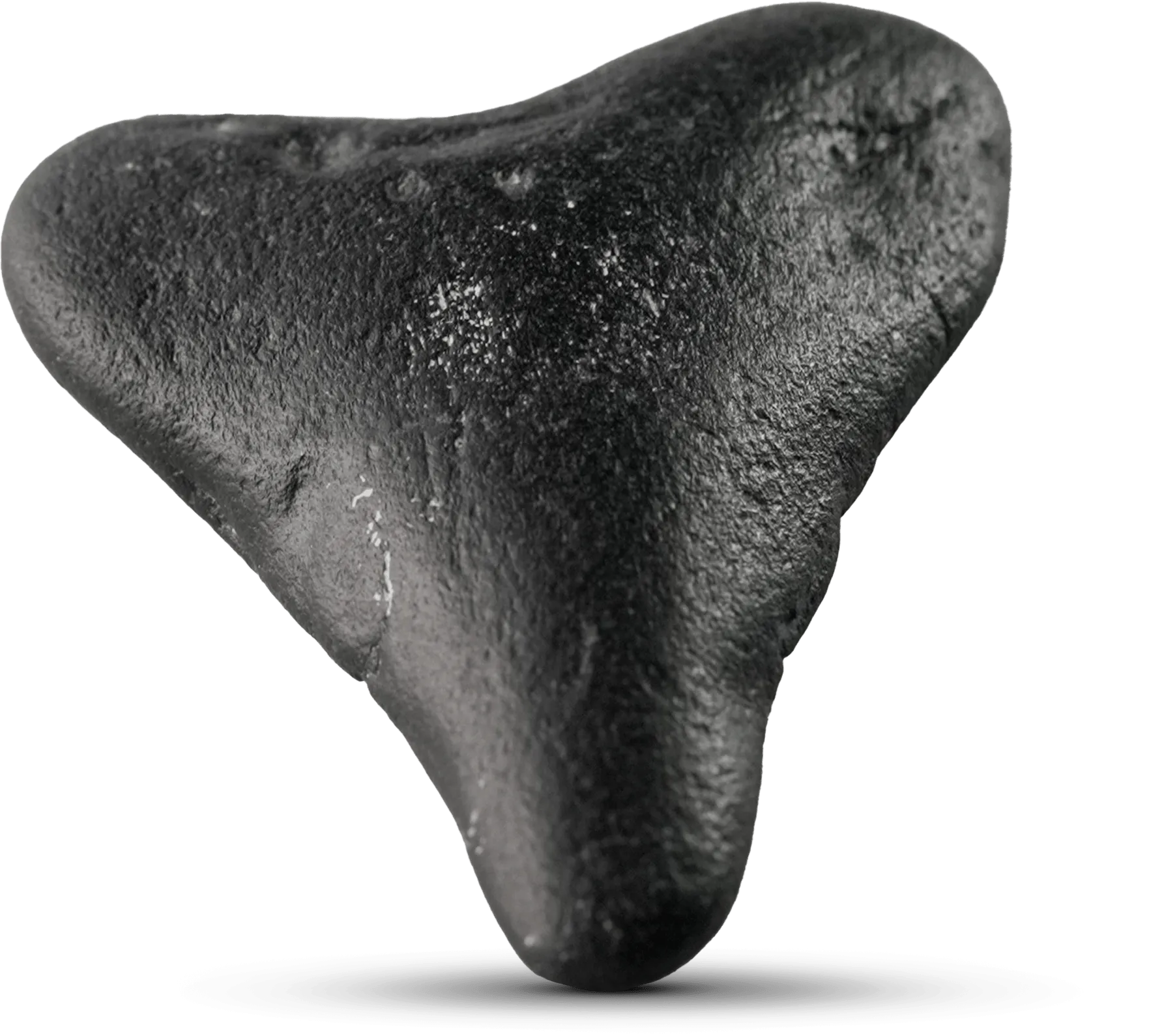 The Megalodon